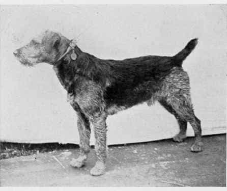 Airedale-Terrier Geschichte